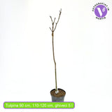 Artar Norvegian Globular (Acer Platanoides Globosum), artar globular decorativ, coroana compacta, rezistent la frig
