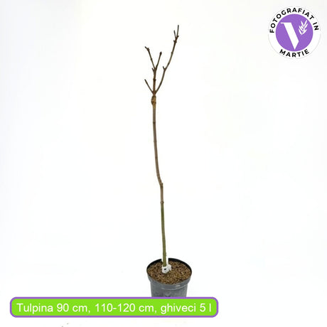 Artar Norvegian Globular (Acer Platanoides Globosum), artar globular decorativ, coroana compacta, rezistent la frig