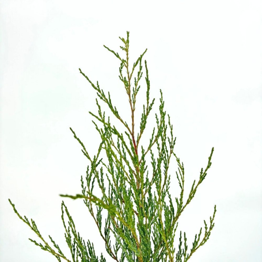 Ienupar columnar Moonglow, cu frunzis albastru-argintiu, crestere rapida, miros proaspat de rasine, gard viu sau plantare solitara