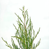 Ienupar columnar Moonglow, cu frunzis albastru-argintiu, crestere rapida, miros proaspat de rasine, gard viu sau plantare solitara