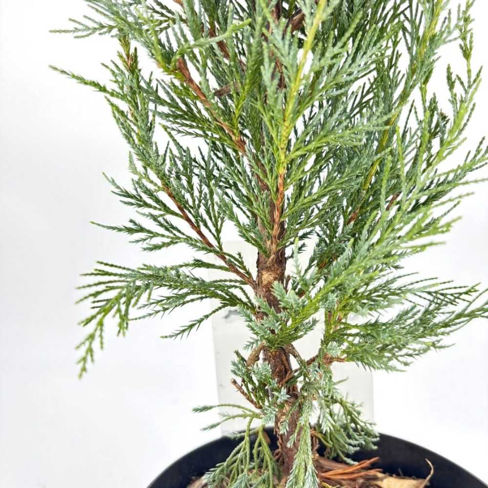 Ienupar columnar Moonglow, cu frunzis albastru-argintiu, crestere rapida, miros proaspat de rasine, gard viu sau plantare solitara