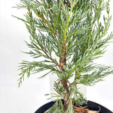 Ienupar columnar Moonglow, cu frunzis albastru-argintiu, crestere rapida, miros proaspat de rasine, gard viu sau plantare solitara