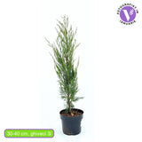 Ienupar columnar Moonglow, cu frunzis albastru-argintiu, crestere rapida, miros proaspat de rasine, gard viu sau plantare solitara