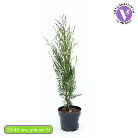 Ienupar columnar Moonglow, cu frunzis albastru-argintiu, crestere rapida, miros proaspat de rasine, gard viu sau plantare solitara