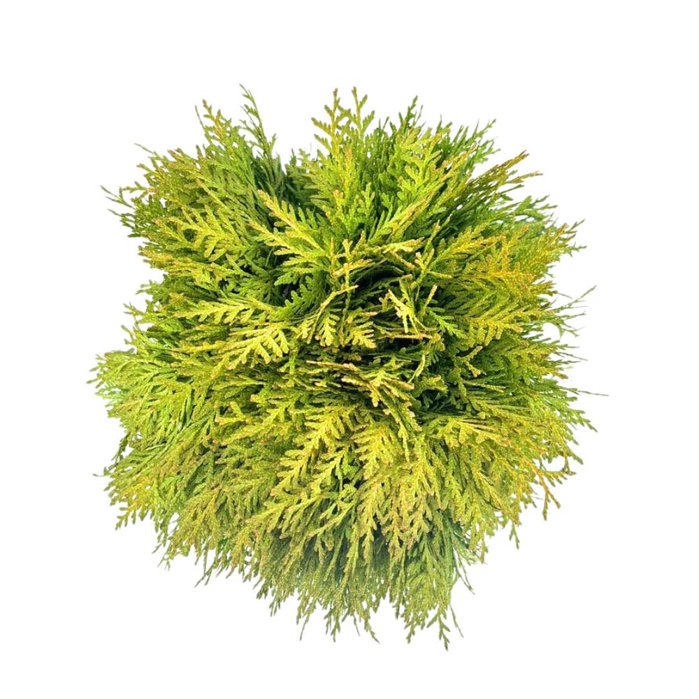 Tuia globulara Mirjam, conifer cu frunzis galben-verzui, forma rotunda, ideal pentru incepatori