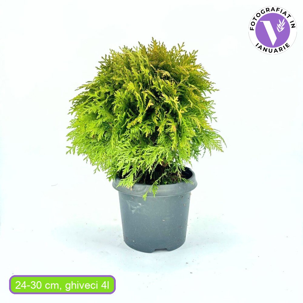 Tuia globulara Mirjam, conifer cu frunzis galben-verzui, forma rotunda, ideal pentru incepatori