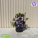 Saschiu cu frunza mica (Vinca Minor Atropurpurea), taratoare, vesnic verde cu flori purpurii-burgundiu, pentru semi-umbra sau umbra