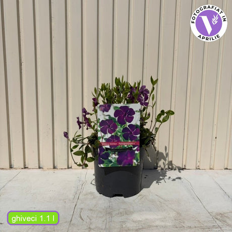 Saschiu cu frunza mica (Vinca Minor Atropurpurea), taratoare, vesnic verde cu flori purpurii-burgundiu, pentru semi-umbra sau umbra