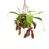 Planta Carnivora (Nepenthes) Alata Monkey Jars, planta exotica cu ulcioare, floare care mananca insecte, planta tropicala rara pentru interior - 20 cm