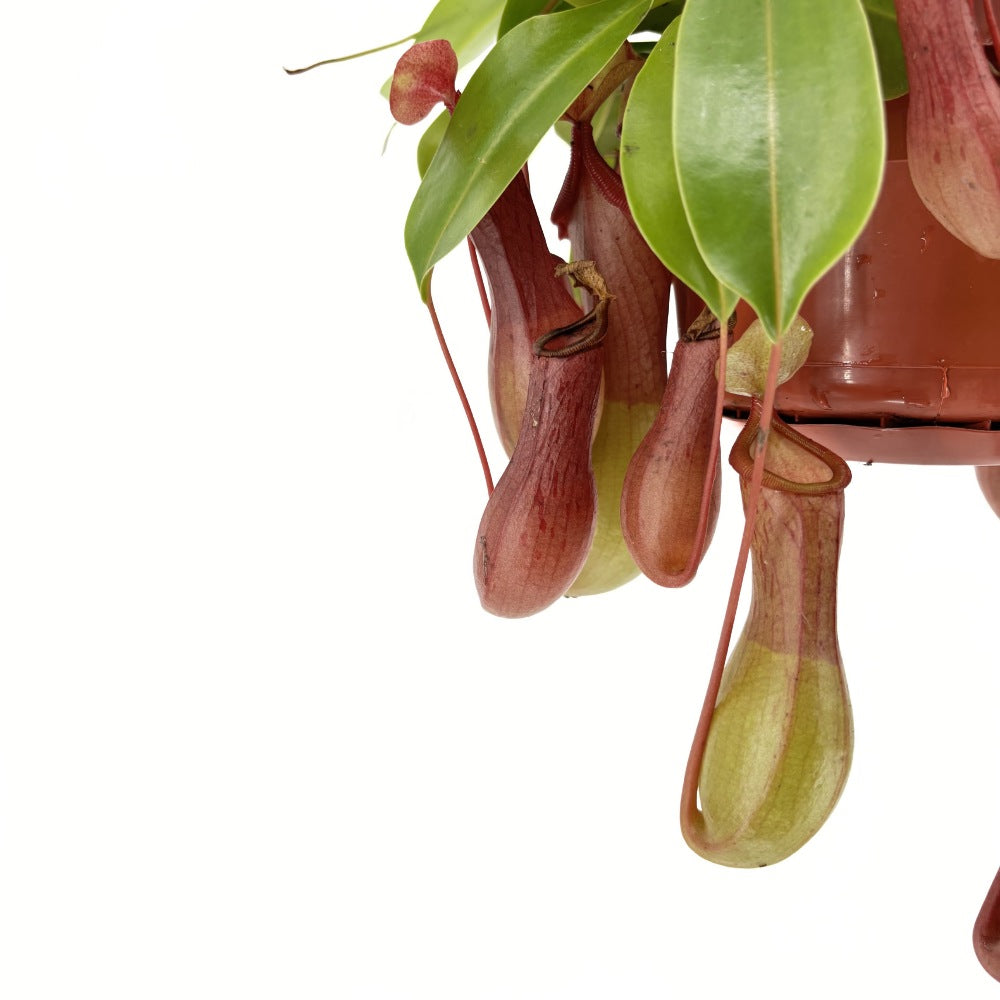 Planta Carnivora (Nepenthes) Alata Monkey Jars, planta exotica cu ulcioare, floare care mananca insecte, planta tropicala rara pentru interior - 20 cm