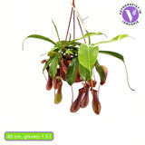 Planta Carnivora (Nepenthes) Alata Monkey Jars, planta exotica cu ulcioare, floare care mananca insecte, planta tropicala rara pentru interior - 20 cm