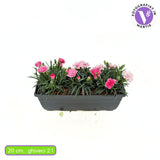 Garofita Tricolor I Love U, cu flori roz intens, roz pal si alb, ghiveci xxl, planta matura premium