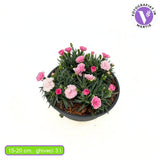 Garofita Tricolor I Love U, cu flori roz intens, roz pal si alb, ghiveci xxl, planta matura premium