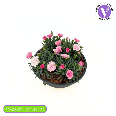 Garofita Tricolor I Love U, cu flori roz intens, roz pal si alb, ghiveci xxl, planta matura premium