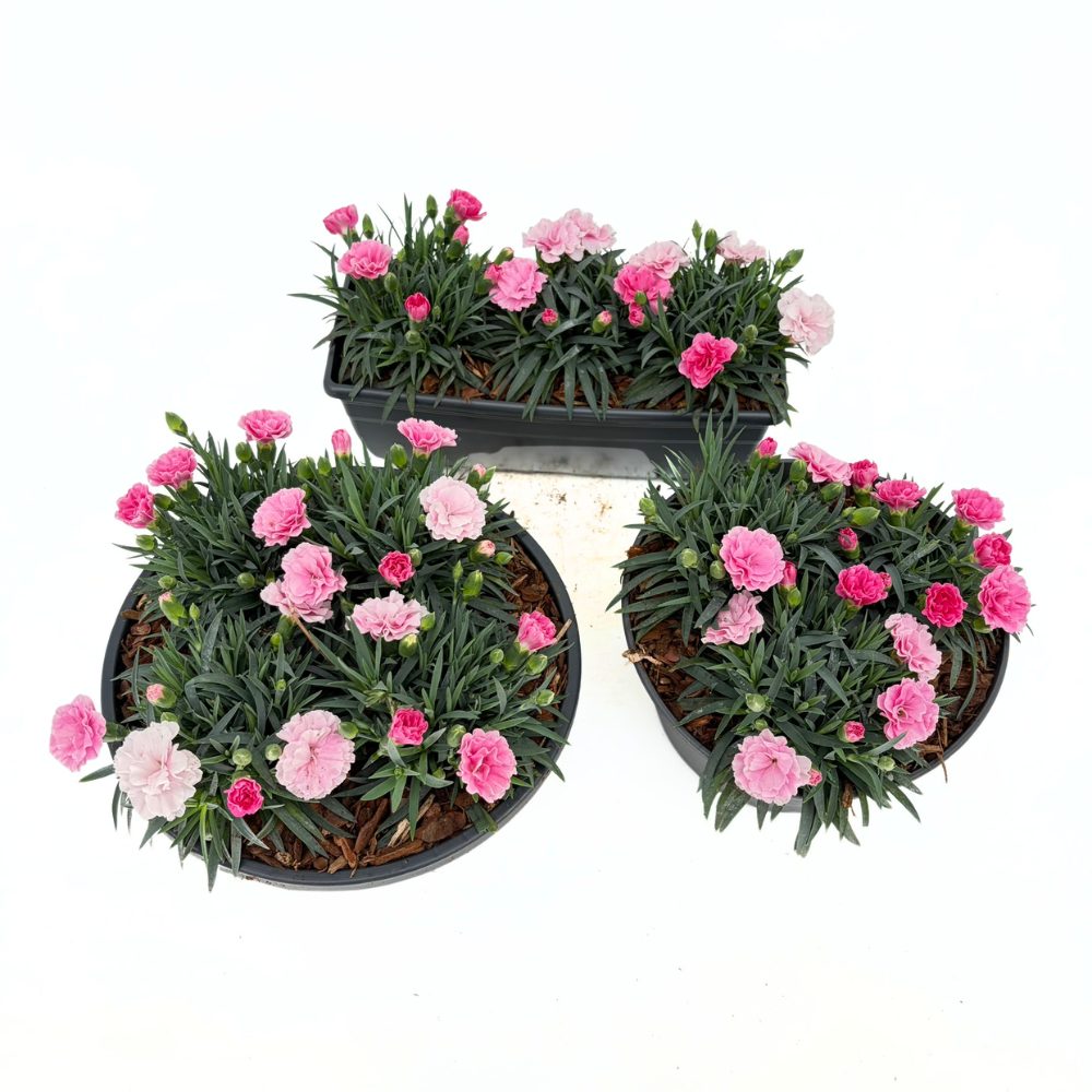 Garofita Tricolor I Love U, cu flori roz intens, roz pal si alb, ghiveci xxl, planta matura premium