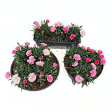 Garofita Tricolor I Love U, cu flori roz intens, roz pal si alb, ghiveci xxl, planta matura premium