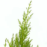 Chiparos de Lamaie Goldcrest Wilma, conifer decorativ auriu, forma piramidala, crestere compacta, rezistenta la taiere si parfum placut de lamaie