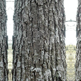 Stejar Romanesc (Gorun) Quercus petraea, maiestuos, longeviv, frunze lungi