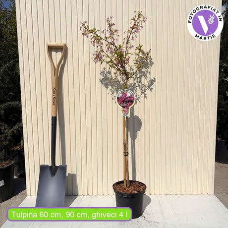 Copac Sakura, Cires Japonez Okame, cu flori roz intens primavara, crestere rapida