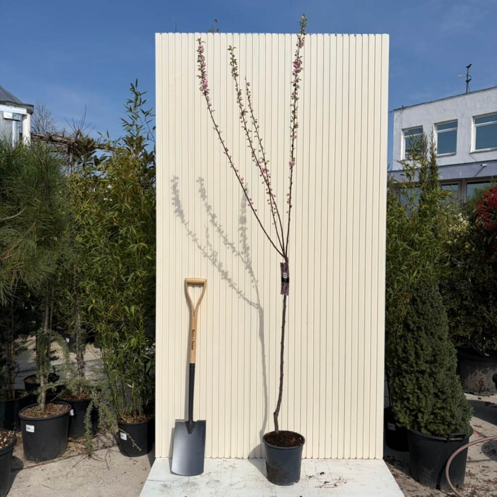 Migdal Japonez Pitic Ornamental Triloba, copacel cu flori roz duble spectaculoase, rezistent pana la - 25 grade Celcius