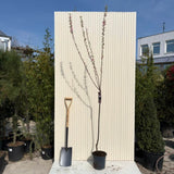 Migdal Japonez Pitic Ornamental Triloba, copacel cu flori roz duble spectaculoase, rezistent pana la - 25 grade Celcius