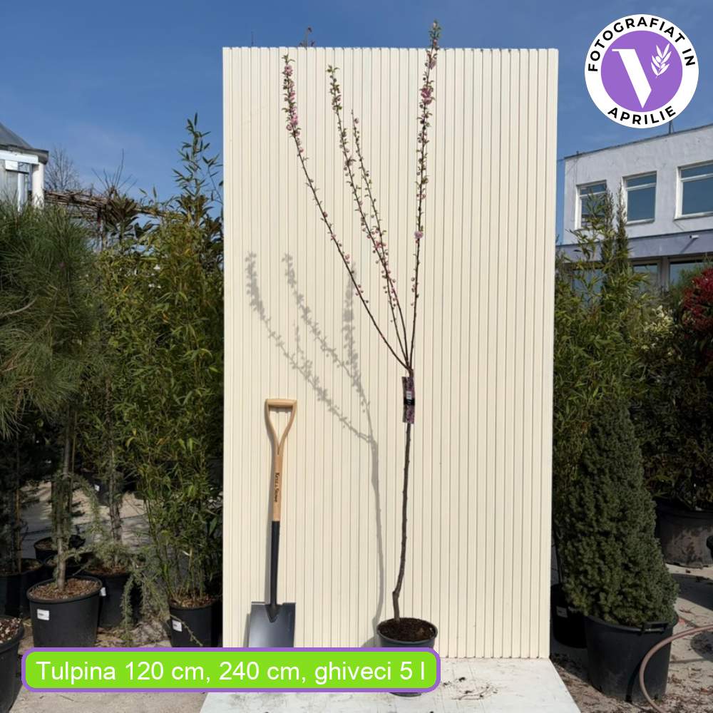 Migdal Japonez Pitic Ornamental Triloba, copacel cu flori roz duble spectaculoase, rezistent pana la - 25 grade Celcius