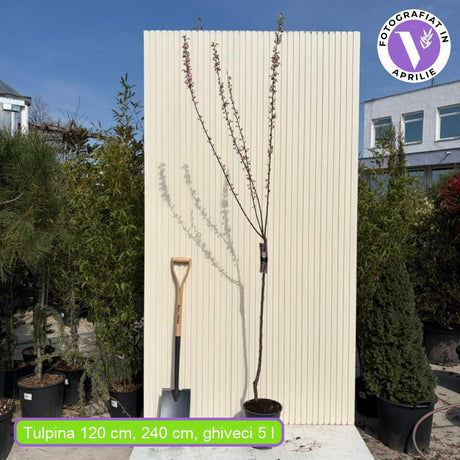 Migdal Japonez Pitic Ornamental Triloba, copacel cu flori roz duble spectaculoase, rezistent pana la - 25 grade Celcius