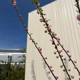 Migdal Japonez Pitic Ornamental Triloba, copacel cu flori roz duble spectaculoase, rezistent pana la - 25 grade Celcius