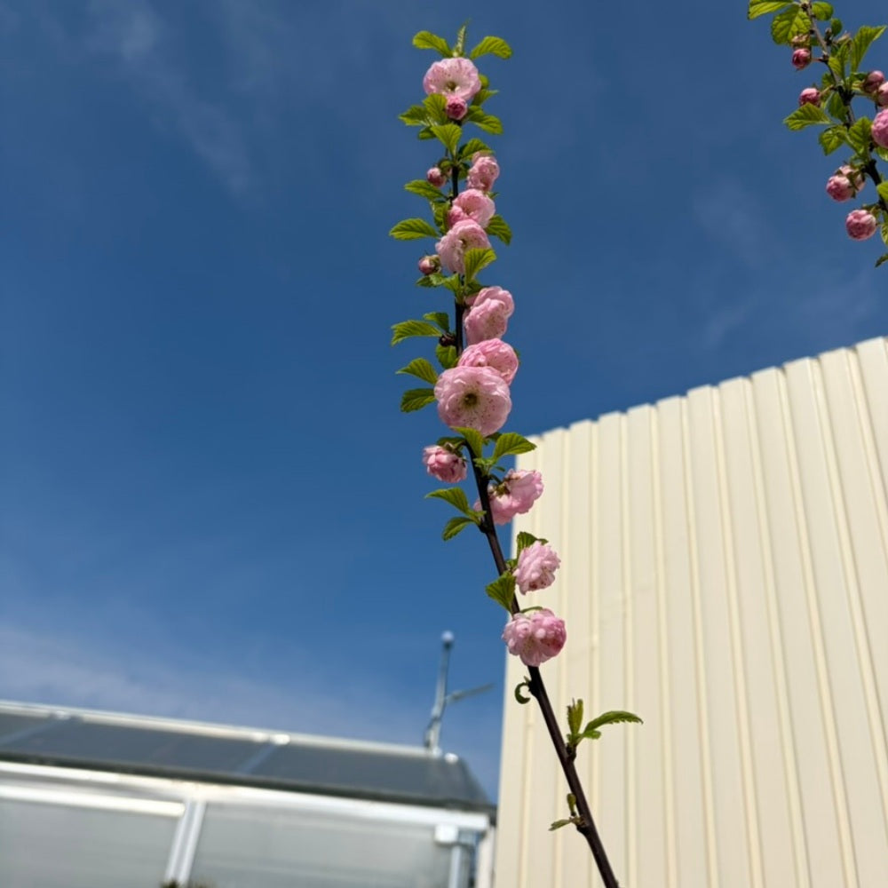 Migdal Japonez Pitic Ornamental Triloba, copacel cu flori roz duble spectaculoase, rezistent pana la - 25 grade Celcius