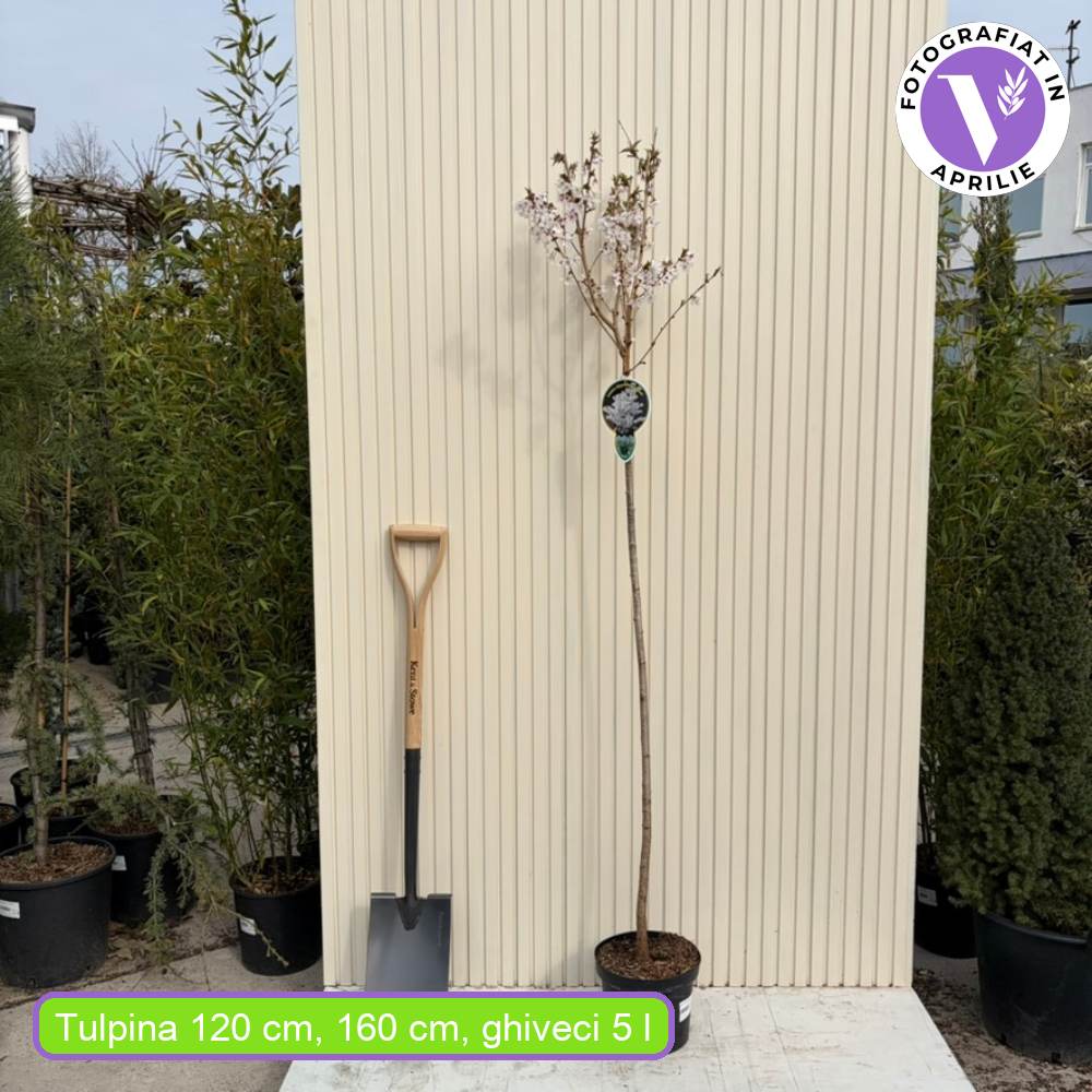 Copac Sakura (Cires Japonez) Prunus nipponica 'Brilliant', flori alb-roz delicate, crestere compacta, ideal pentru gradini mici si terase