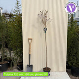 Copac Sakura (Cires Japonez) Prunus nipponica 'Brilliant', flori alb-roz delicate, crestere compacta, ideal pentru gradini mici si terase