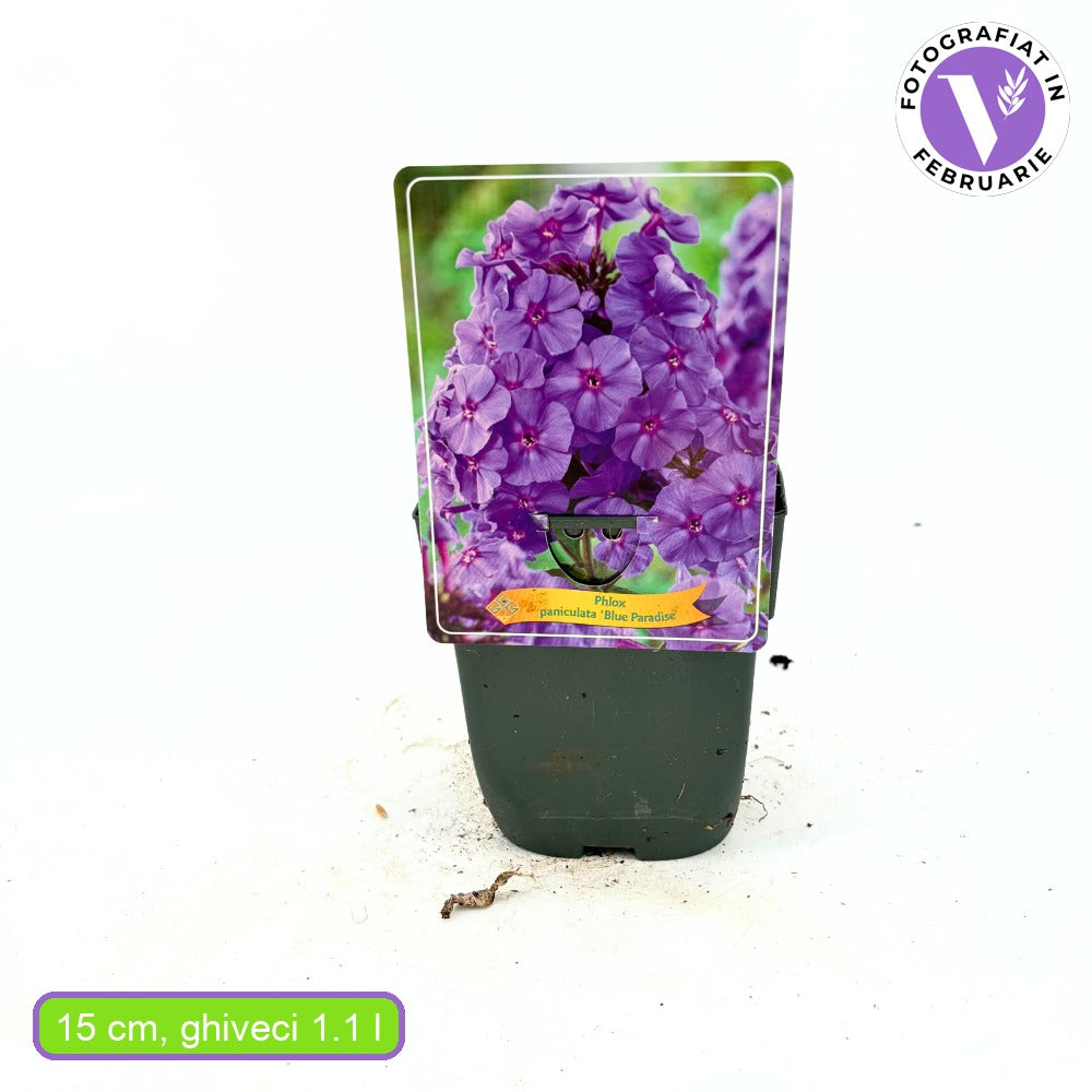 Brumarea Inalta Phlox paniculata Blue Paradise, flori albastre violet parfumat, planta perena cu crestere rapida, pentru gradina