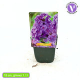 Brumarea Inalta Phlox paniculata Blue Paradise, flori albastre violet parfumat, planta perena cu crestere rapida, pentru gradina