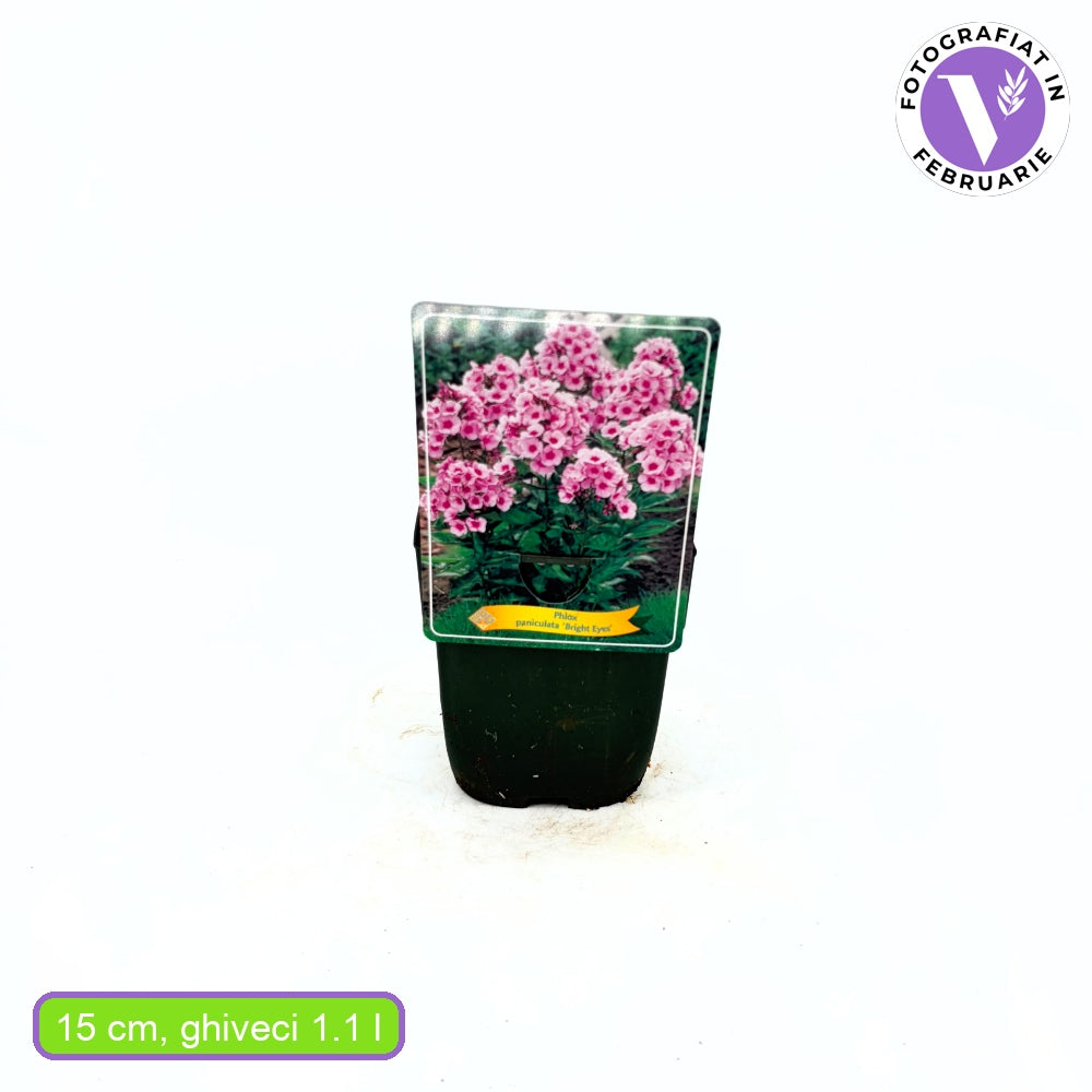 Brumarea Inalta Phlox paniculata Bright Eyes, flori roz cu centru rosu, planta perena parfumata, crestere rapida
