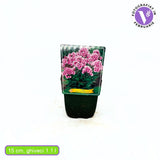 Brumarea Inalta Phlox paniculata Bright Eyes, flori roz cu centru rosu, planta perena parfumata, crestere rapida