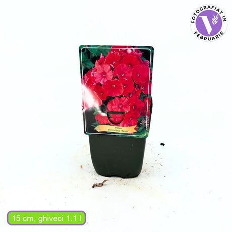Brumarea Inalta Phlox paniculata Tenor, flori rosii-magenta intens parfumat, planta perena cu crestere rapida, pentru gradina sau ghiveci