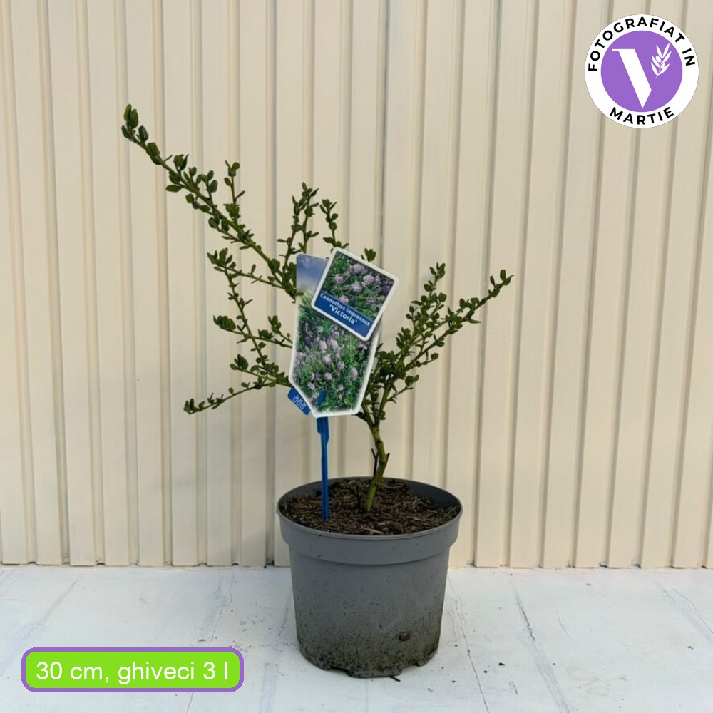 Liliac albastru californian Victoria (Ceanothus Impressus), cu flori albastre, vesnic verde, gard viu sau planta solitara