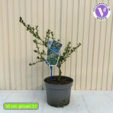 Liliac albastru californian Victoria (Ceanothus Impressus), cu flori albastre, vesnic verde, gard viu sau planta solitara