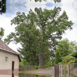 Stejar Romanesc (Gorun) Quercus petraea, maiestuos, longeviv, frunze lungi