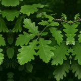 Stejar Romanesc (Gorun) Quercus petraea, maiestuos, longeviv, frunze lungi