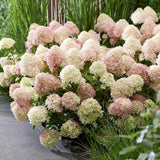 Hortensie Pitica de gradina (Paniculata) Living Little Blossom, cu flori albe si roz