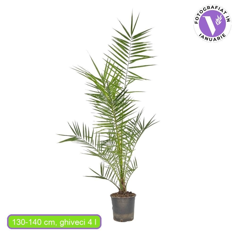 Palmier Curmal (Phoenix Canariensis), palmier canarian ornamental, frunze arcuite verzi, pentru terasa sau ghiveci