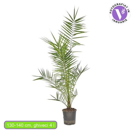 Palmier Curmal (Phoenix Canariensis), palmier canarian ornamental, frunze arcuite verzi, pentru terasa sau ghiveci