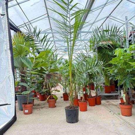 Palmier Curmal (Phoenix Canariensis), palmier canarian ornamental, frunze arcuite verzi, pentru terasa sau ghiveci