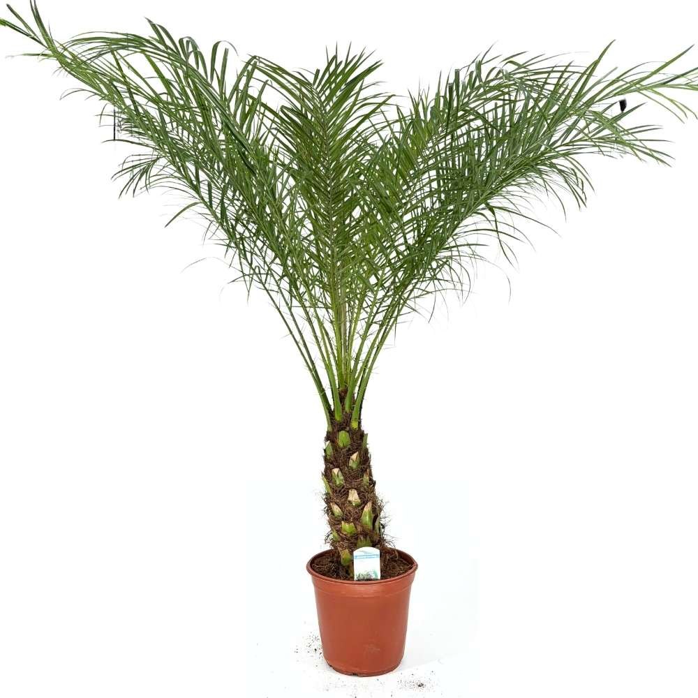 Palmier Curmal Pitic de apartament, 140 cm, Phoenix Roebelenii, palmier pitic decorativ de interior si terasa