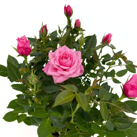 Trandafir Pitic in Miniatura Light Star, cu flori roz, inflorire repetata, pentru ghiveci, balcon si gradina