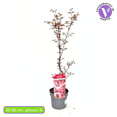 Artar Japonez Rosu Twombly's Red Sentinel, cu frunzis rosu aprins, crestere columnara