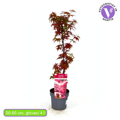 Artar Japonez Rosu Twombly's Red Sentinel, cu frunzis rosu aprins, crestere columnara
