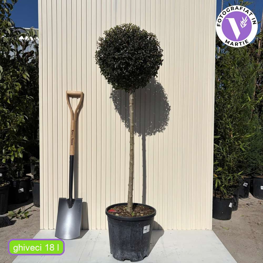 Lemn Cainesc Ligustrum Delavayanum, copacel decorativ, flori parfumate, vesnic verde, rezistent la frig