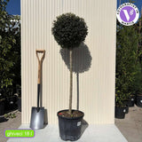 Lemn Cainesc Ligustrum Delavayanum, copacel decorativ, flori parfumate, vesnic verde, rezistent la frig